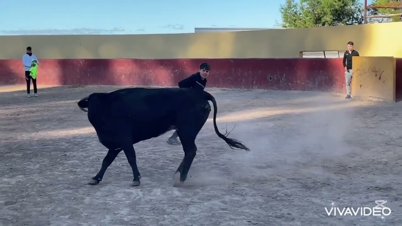 Capea con una vaca de finca buenasombra