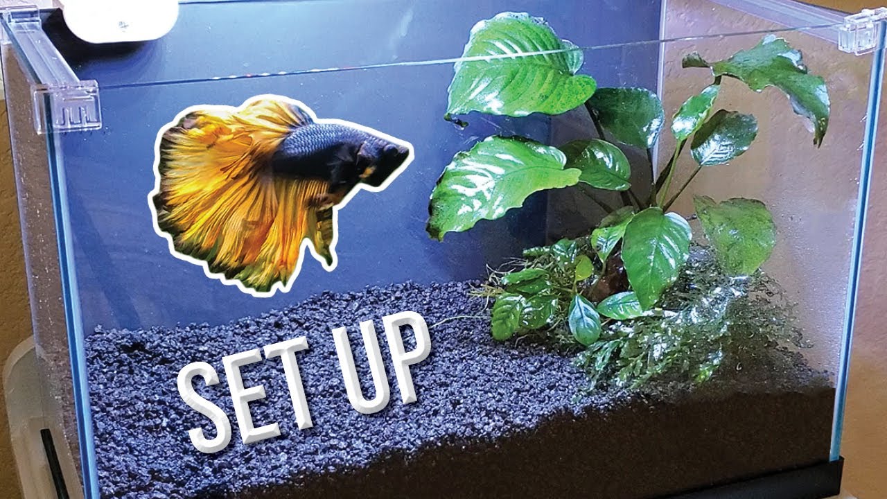 How I Set Up a Planted Betta Tank (Detailed Version)