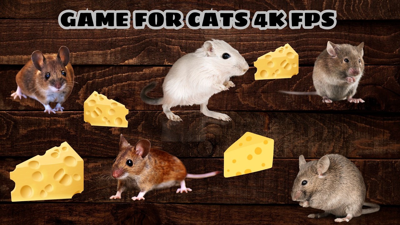 【猫動画 - 猫に優しい動画51選】バッタ、コオロギ、てんとう虫、ネズミ、スズメ、サンショウウオ、トカゲ、猫用ネズミのおもちゃ、フラミンゴ、ハト、UFO GAME FOR CATS 5 HOURS