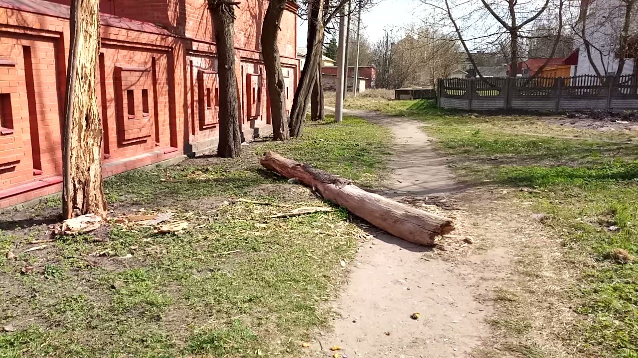 Старые липы. Разлом времени и стволовой разлом.