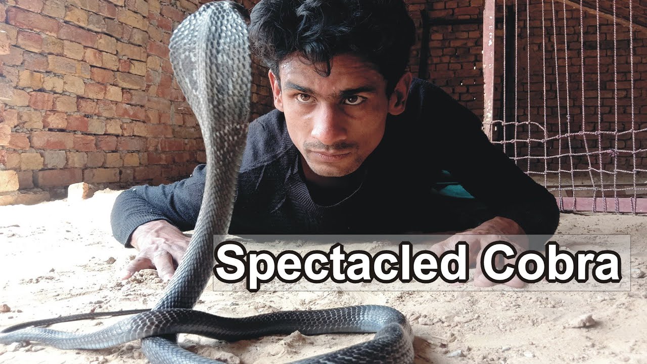 Spectacled Cobra|Indian Cobra| A-z information