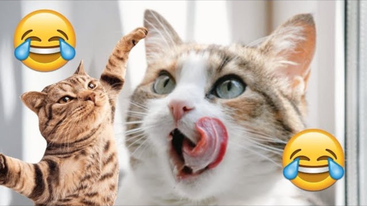 Funny Dog Video Clips 😹🐶 The Funniest Cat & Dog Moments Compilation 😁