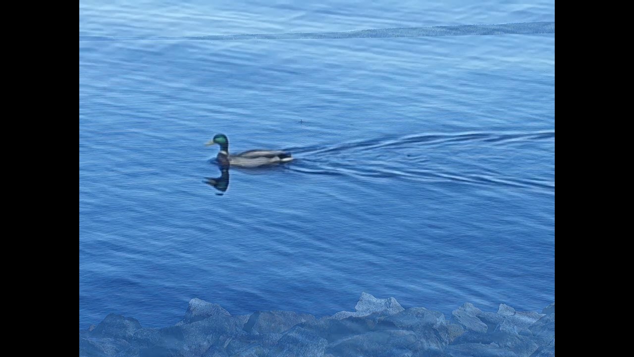 Kuvaamatonta