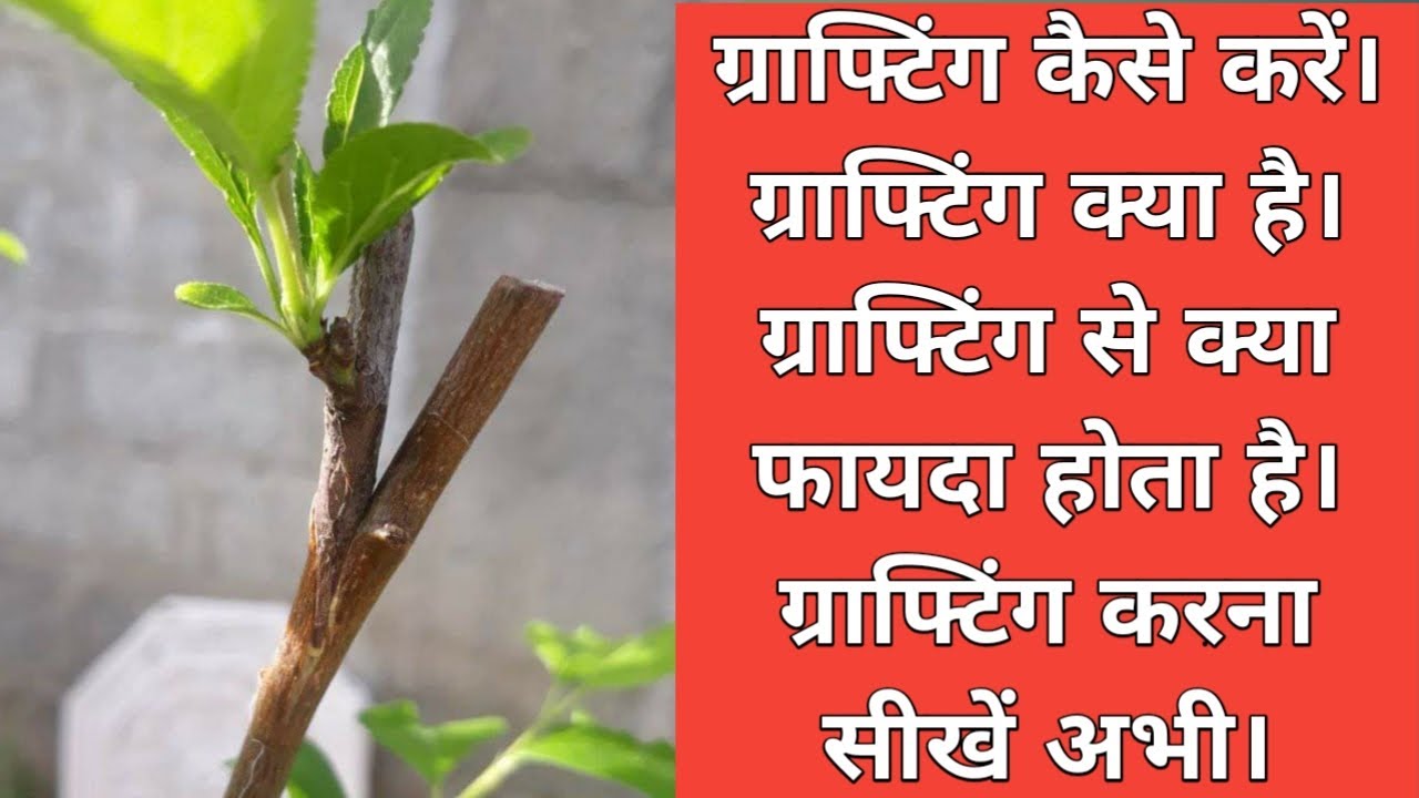 ग्राफ्टिंग कैसे करें और ग्राफ्टिंग करने से क्या फायदा होता है | Grafting kaise kare | Grafting tips