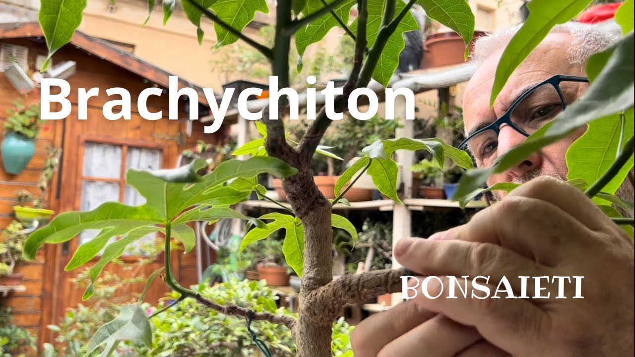 🍁 Hacer pequeño bonsai Brachychiton