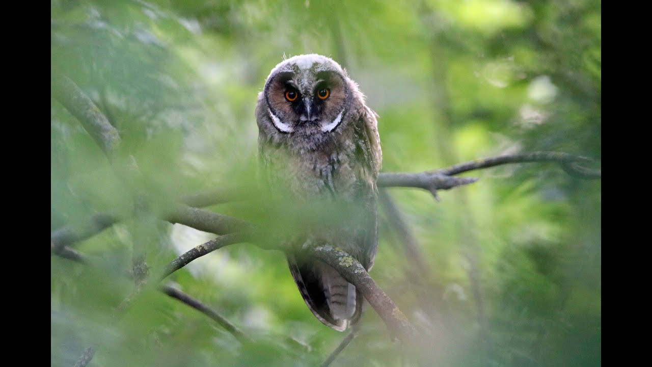 Der Ruf der Eulen - im Nationalpark Neusiedler See Seewinkel