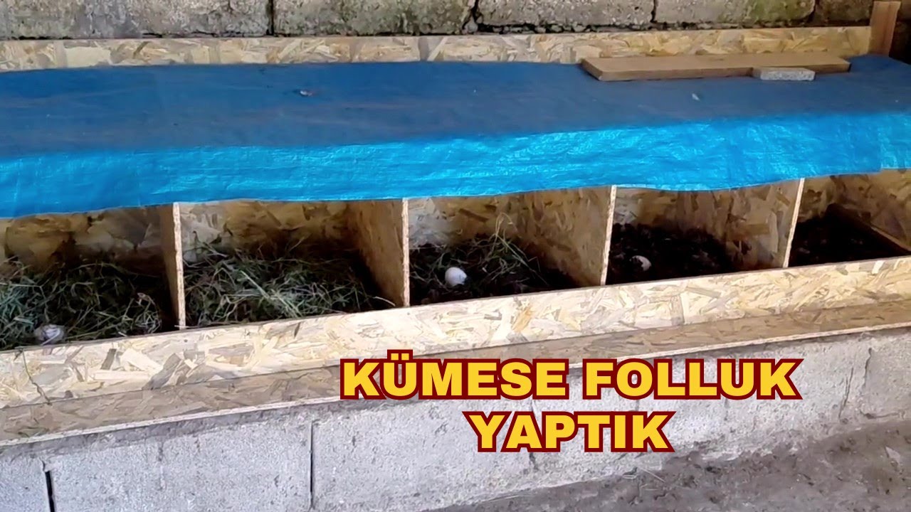 Tavuklara El Emeği Folluk Yapımı🐔 | 1. Nesil Tavuklarla Doğada Bir Gün 🌿 | Giresun Görele