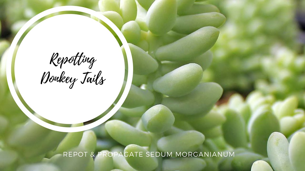 Repot Donkey Tails | How to Plant/Propagate a Donkey Tail