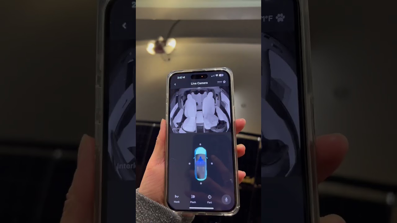 Why Dog Owners love Tesla