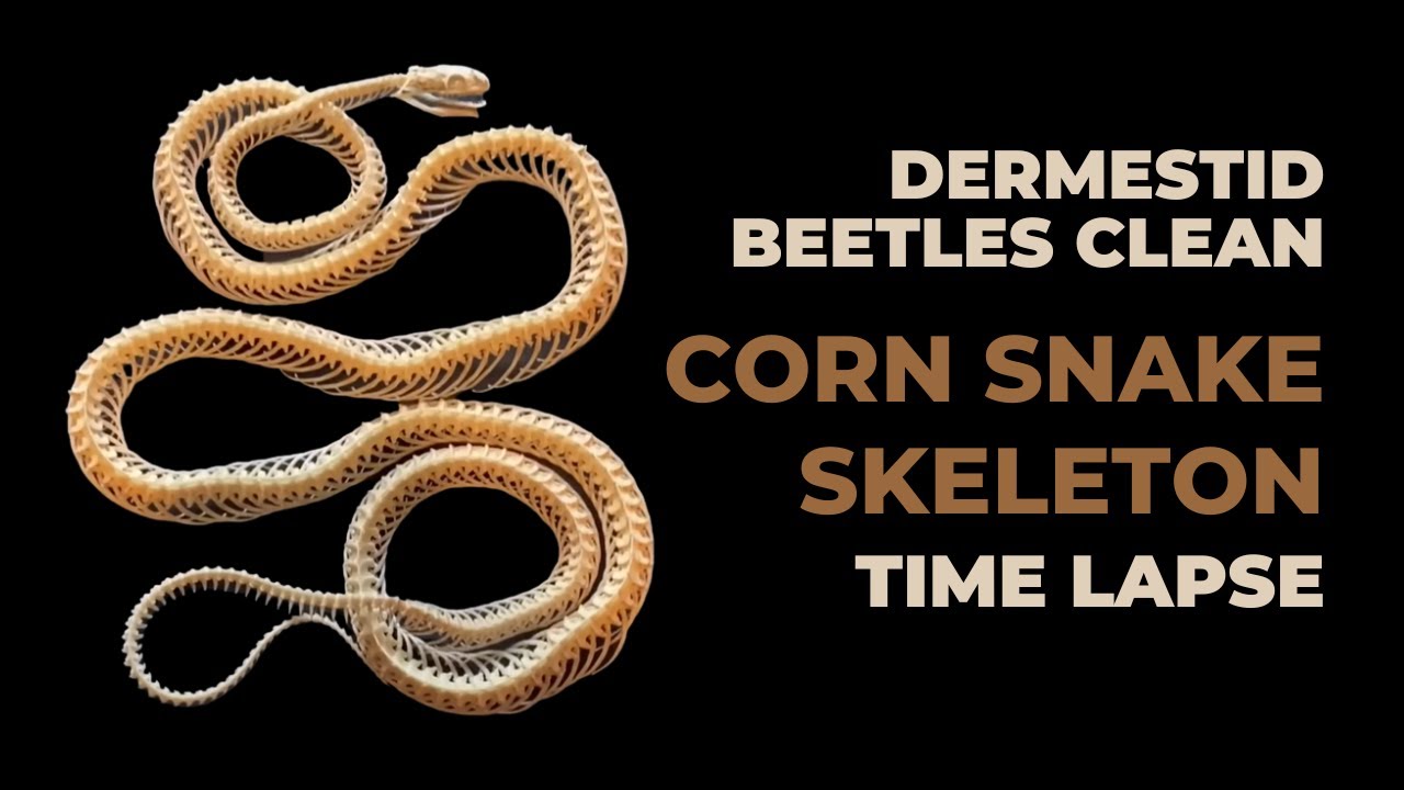 Dermestid Beetles Clean Corn Snake Skeleton Time Lapse
