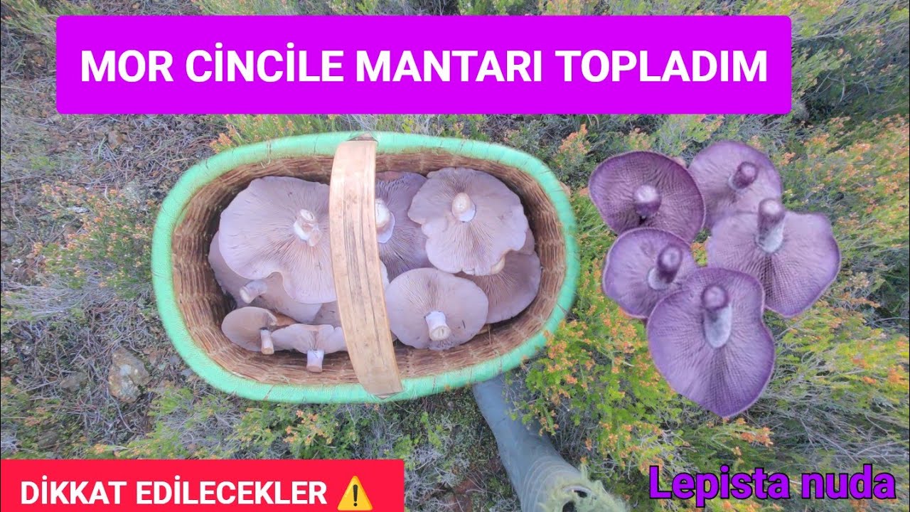 Dev Mor Cincile Mantarları Topladım. Lepista nuda Dikkkat Edilmesi Gerekenler. #morcincile,#lepista