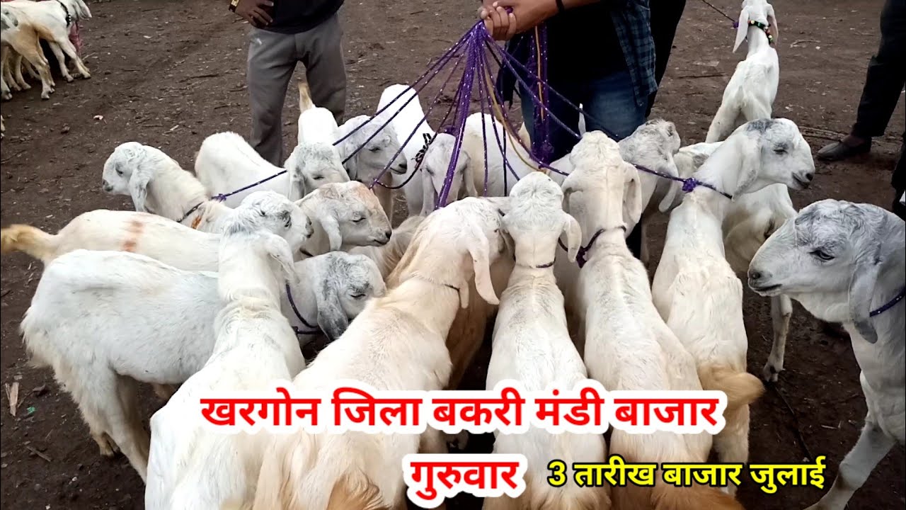 खरगोन जिला बकरा मंडी गुरुवार3 जुलाई 2025#shortvideo #खरगोनजिला_बकरा_मंडी
