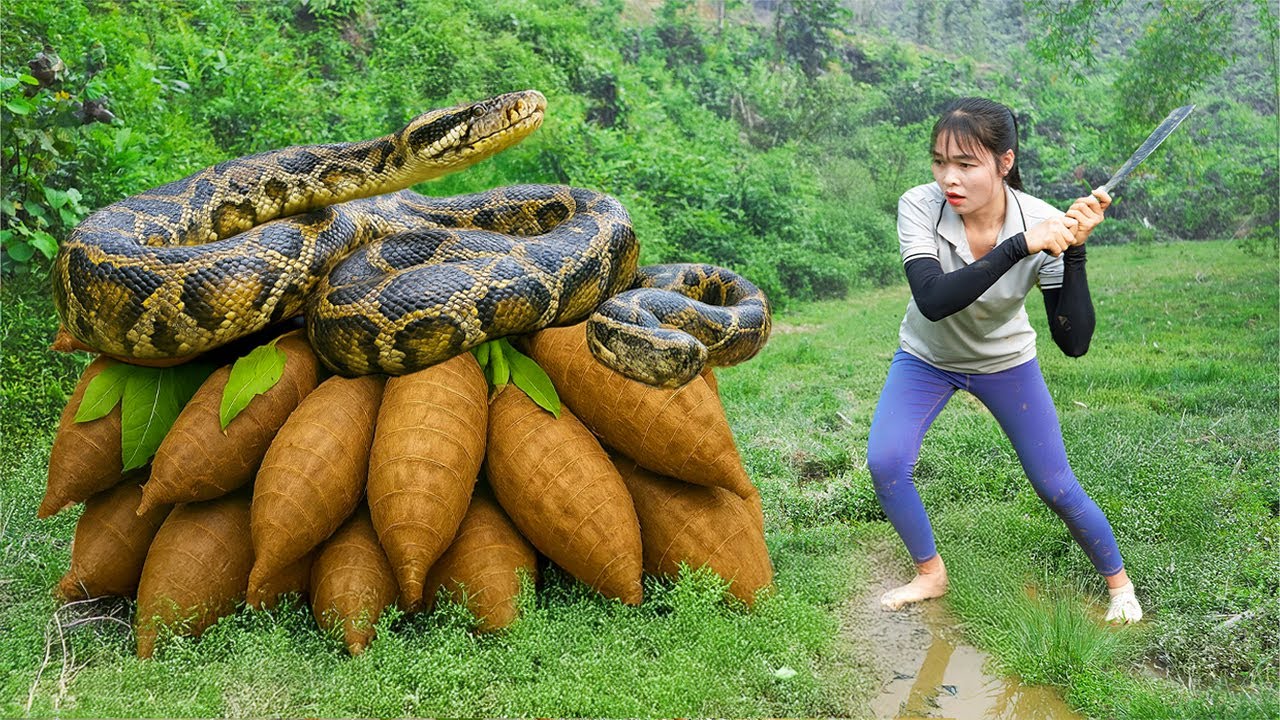 Colhi um tubérculo raro e gigante e levei ao mercado | Quase fui atacada por uma sucuri gigante