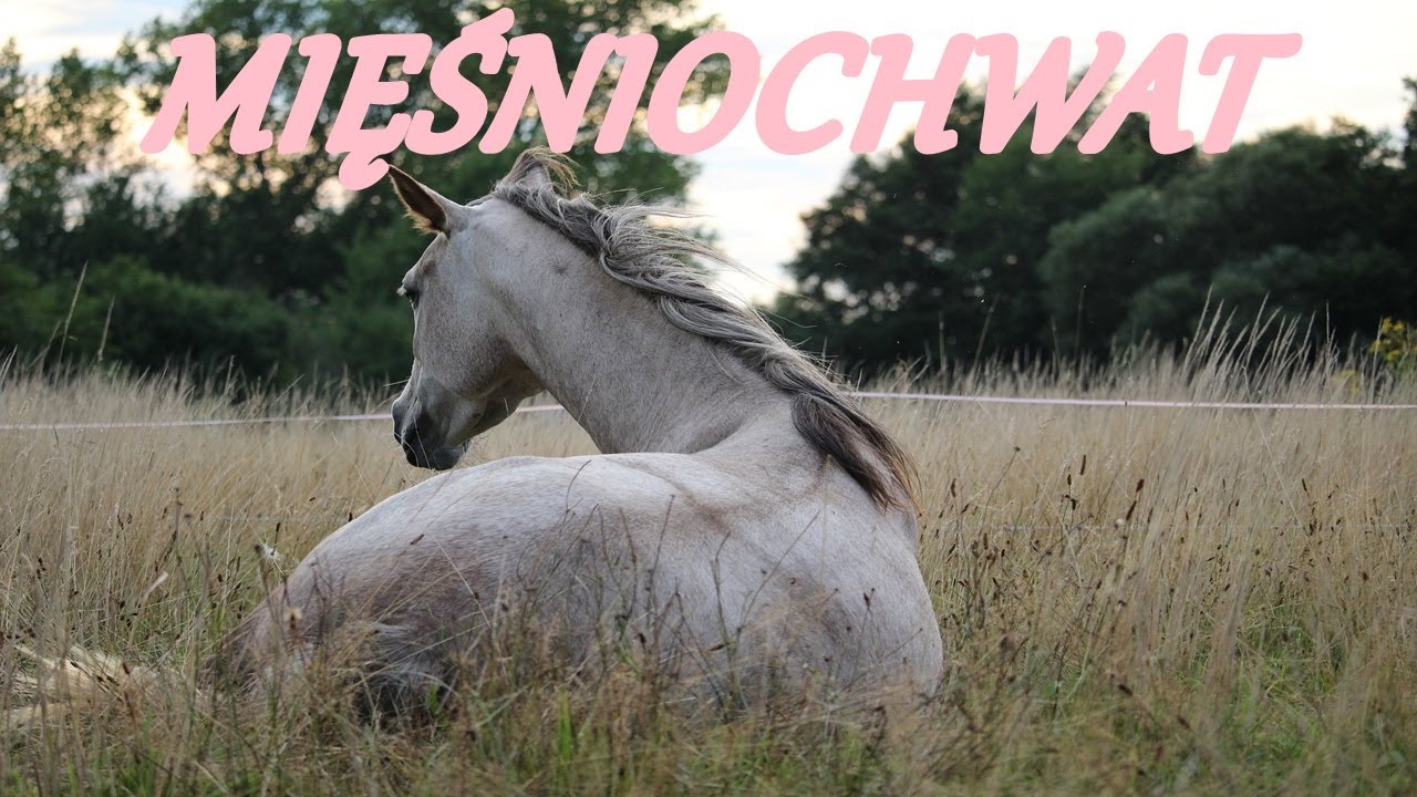 Mięśniochwat