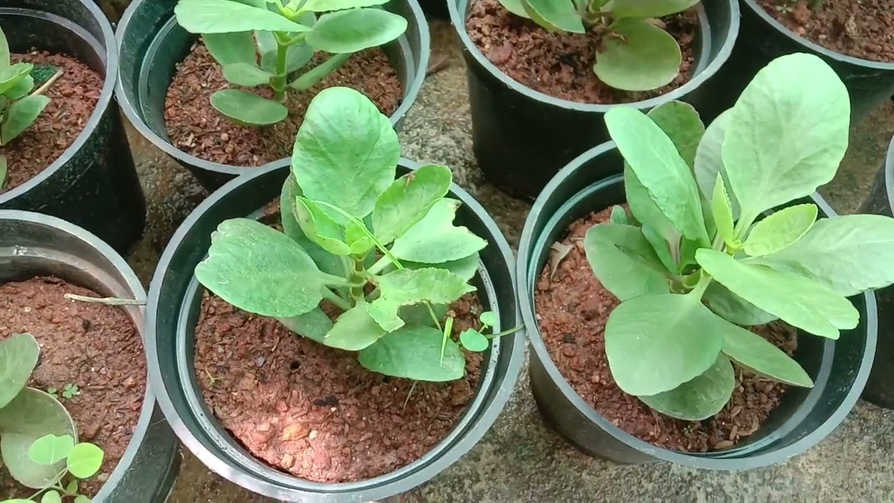 Kalanchoe, Widow's-thrill, tropical succulent plants
