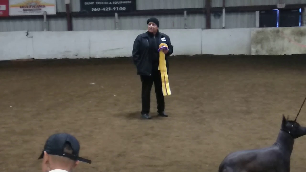 UKC dogshow American Bully Romeo O Romeo14k Longview wa