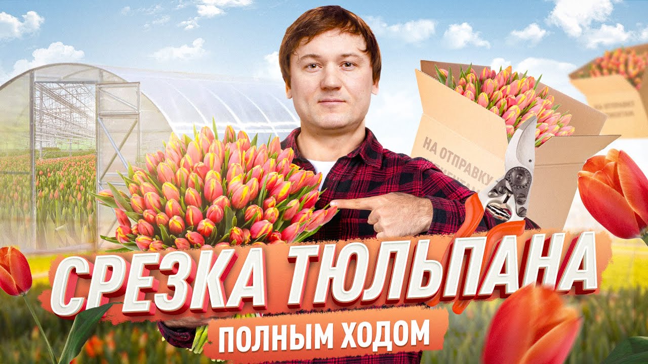 Тюльпаны . Продажа . Срезка полным .Как упаковать  и хранить .