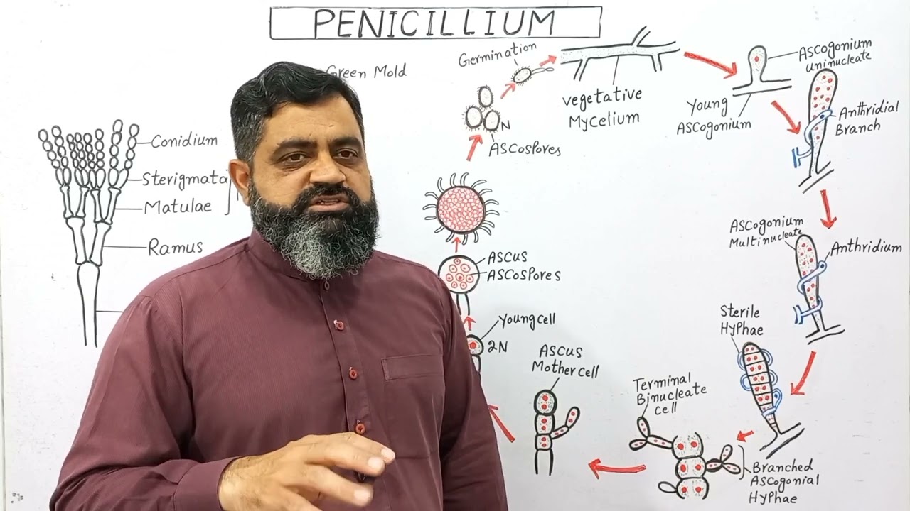 Life Cycle of Penicillium English medium @Prof. Masood Fuzail|Penicillium | Blue Green Molds