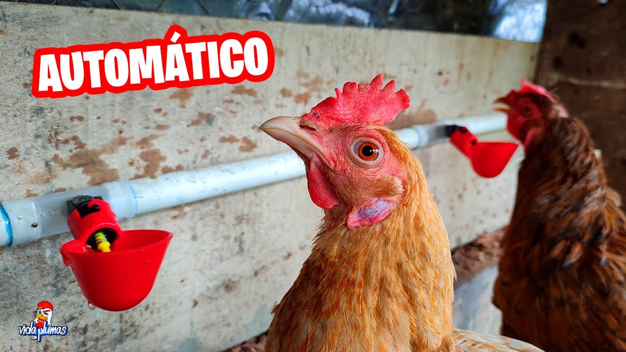 Cómo instalar BEBEDEROS AUTOMÁTICOS para gallinas 🐔🐓 Crea tu Propio Sistema Automatizado