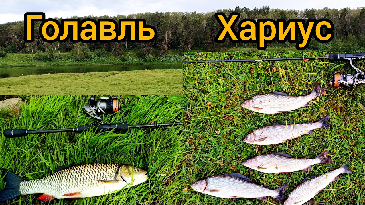 Рыбалка на ХАРИУСА и ГОЛАВЛЯ.
