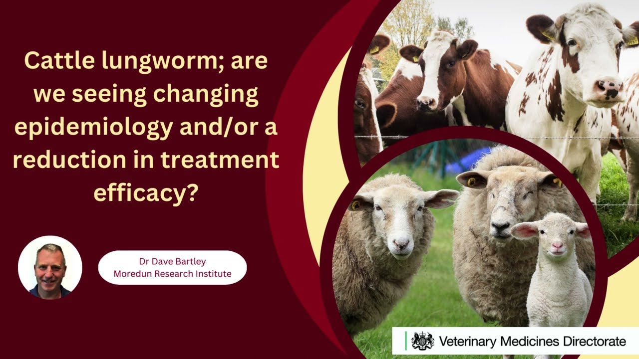 Dave Bartley Cattle lungworm - changing epidemiology and or a reduction in treatment efficacy?