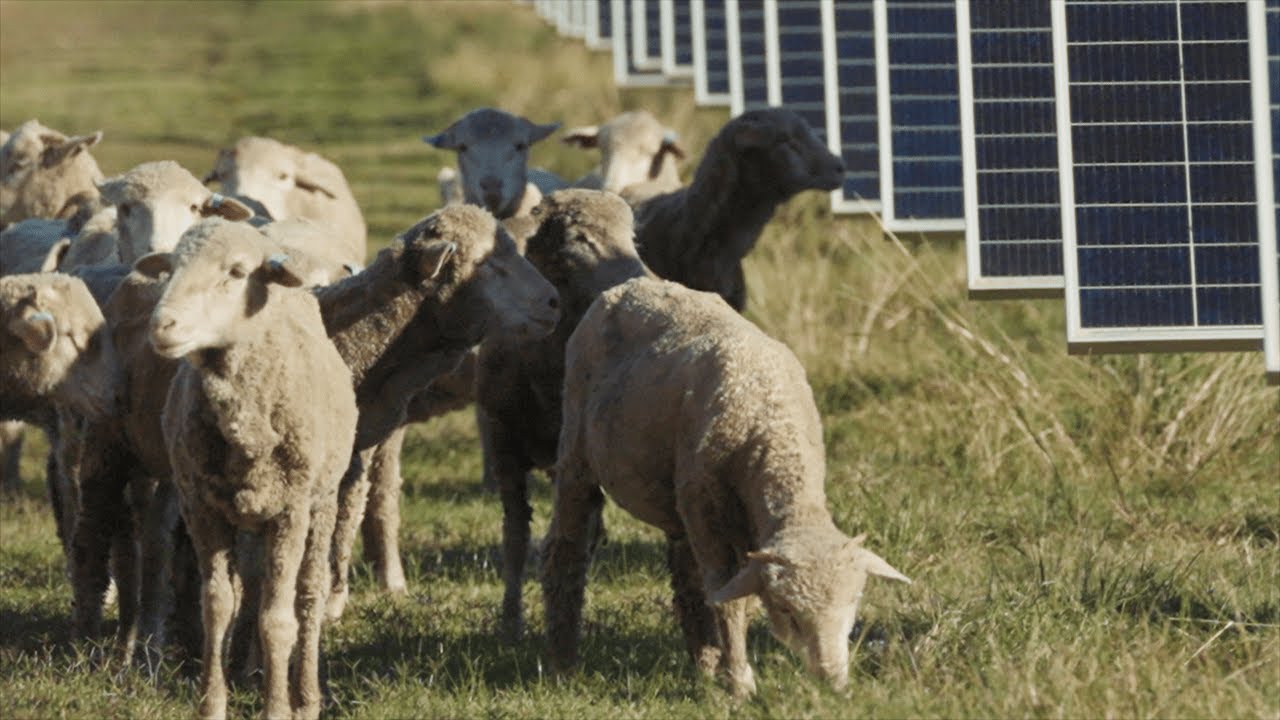 Sheep under solar – Tony Inder