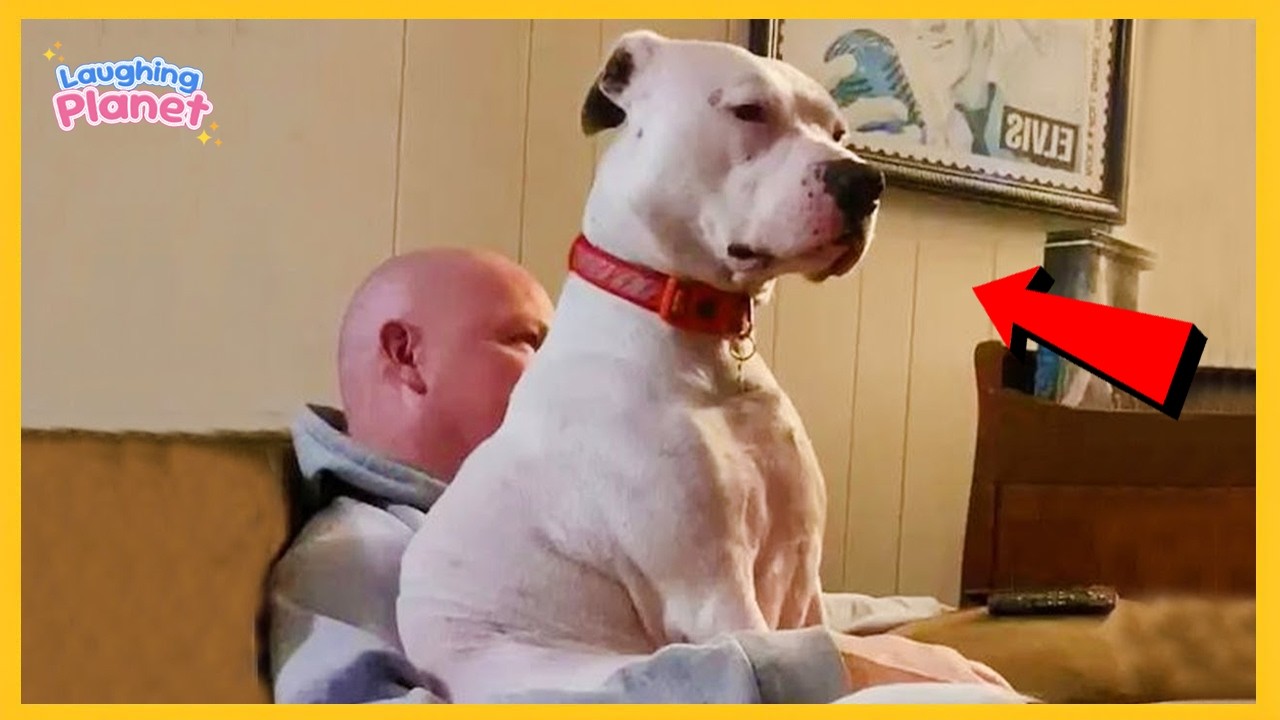 🐕🤣When Your Dog Is Not Your Pet…😍 Funny Dog and Human Moments