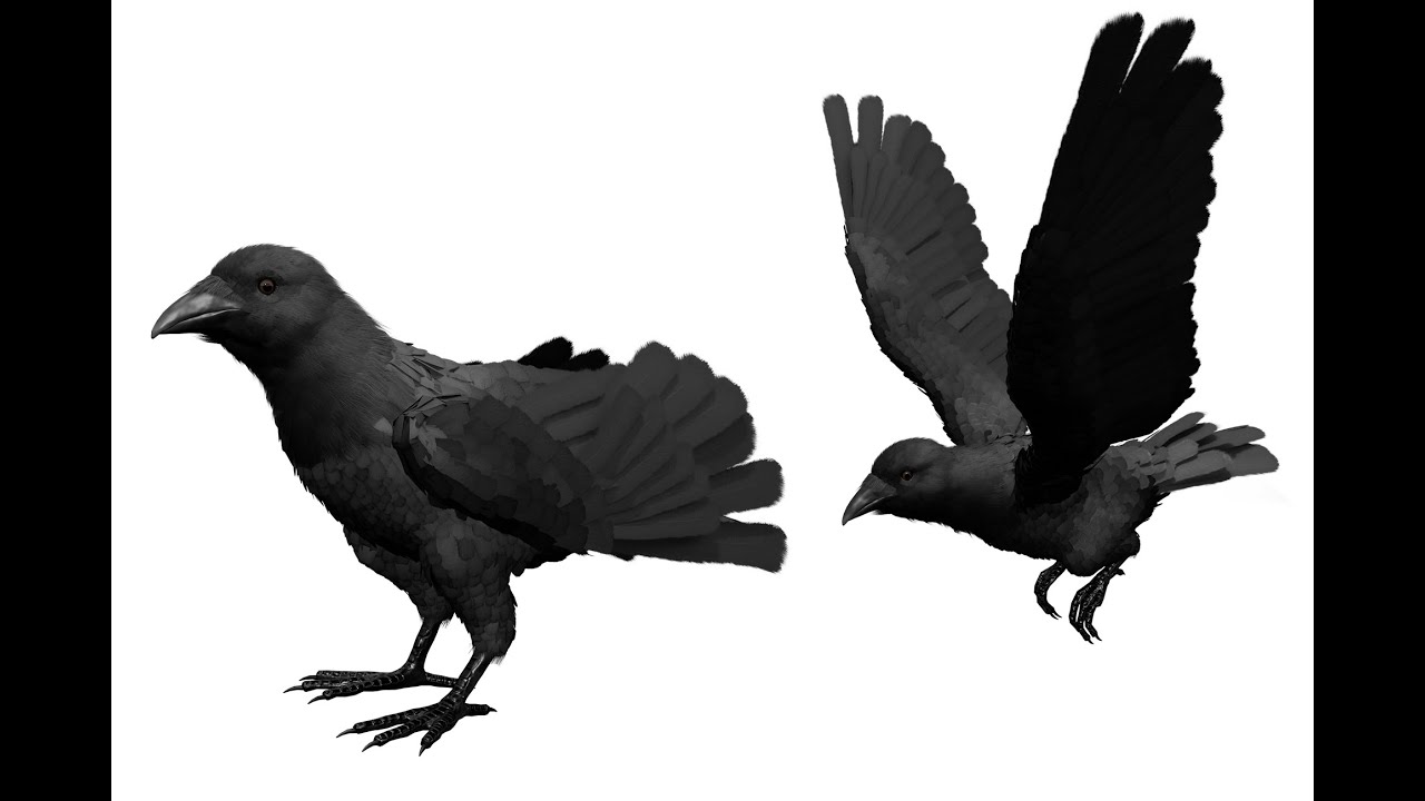 Crow feathered animation demo