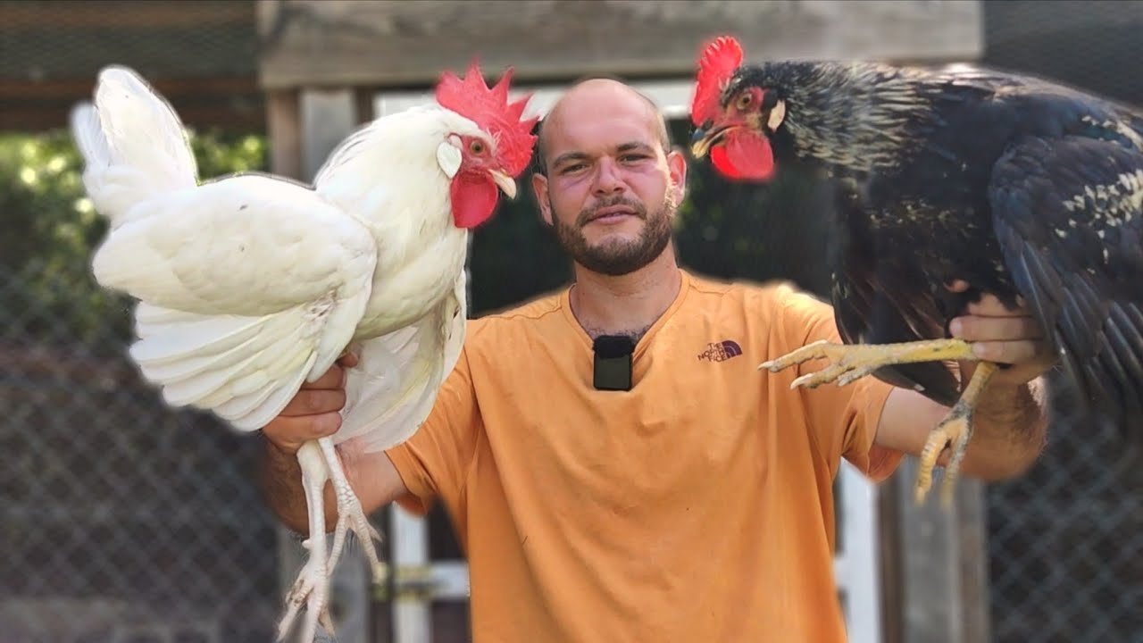 Gallos del Gallinero: ¿Cuál Debería Quedarse?