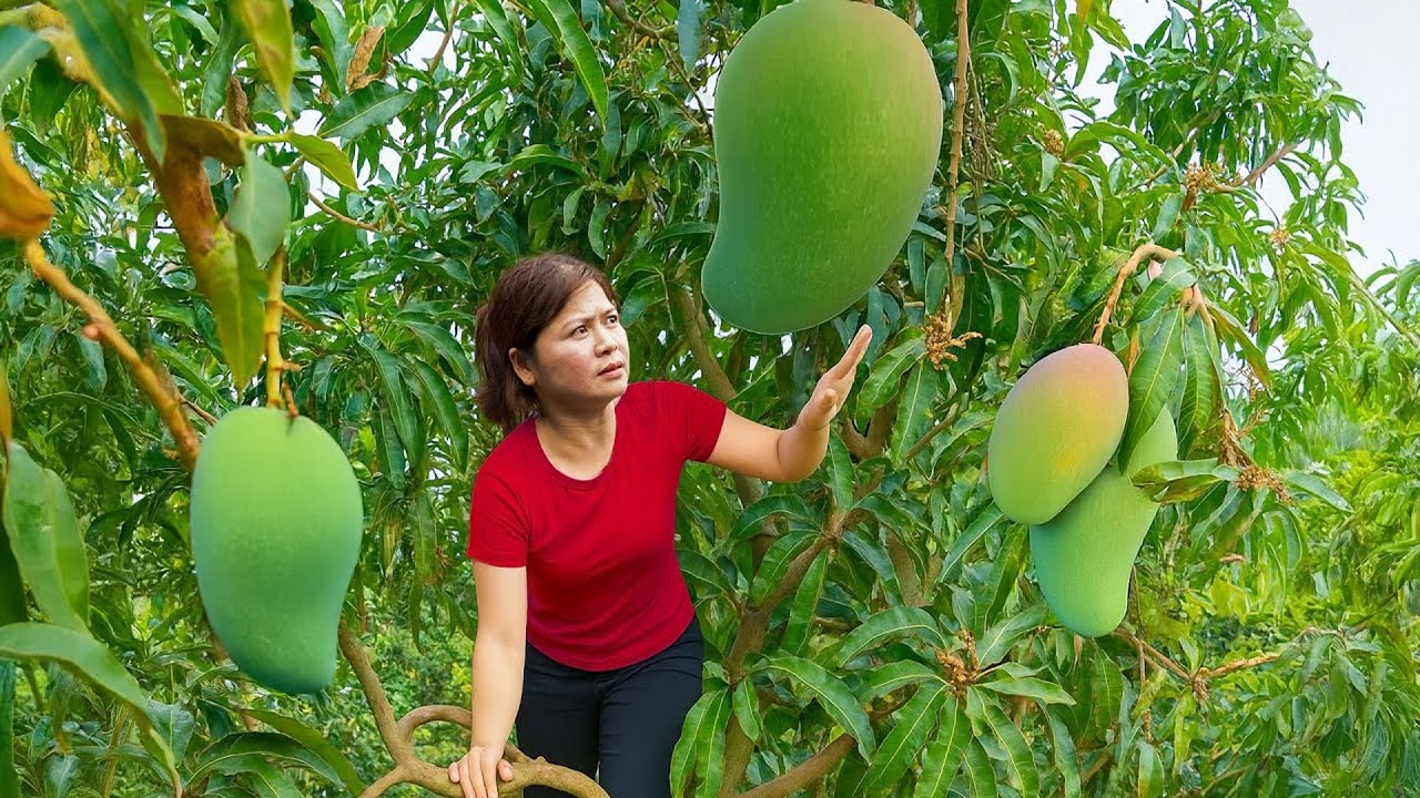Countryside Life of Woman: Harvest Giant Australian Mango Go to Market Sell & Village Cooking