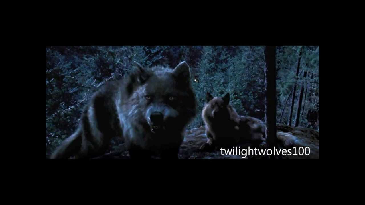 NEW wolf scenes | Twilight 2-4.1 scenes HD.wmv
