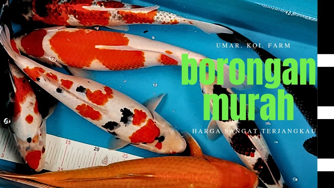 #part20 ‼️BORONGAN‼️ASLI JUMBO PAS UNTUK SATU KOLAM HARGA TERJANGKAU 🥰