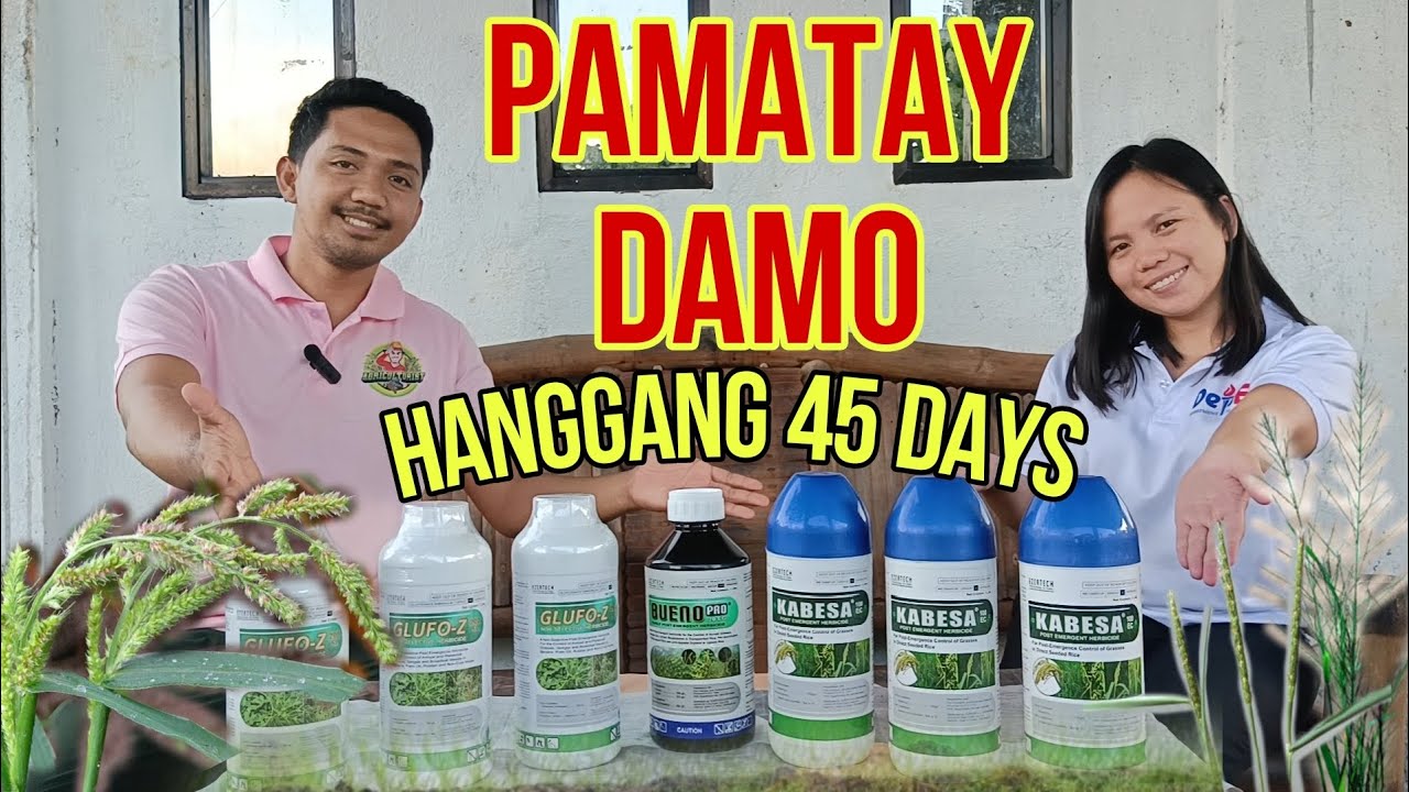 MABISANG PAMATAY DAMO SA PALAYAN | Kabesa 100EC Herbicide | Bueno Pro 70EC | Glufo-Z 200SL