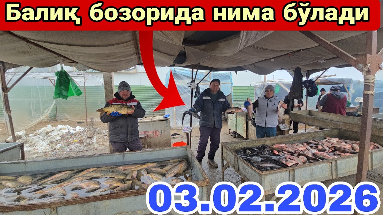 ТЎРТКЎЛ ТУМАНИДА ЯНГИЛИКЛАР 3-ФЕВРАЛДАН БОШЛАБ БАЛИҚ  АРЗОН БЎЛГАНИ АЙТИЛМОҚДА 👍#automobile #rek 