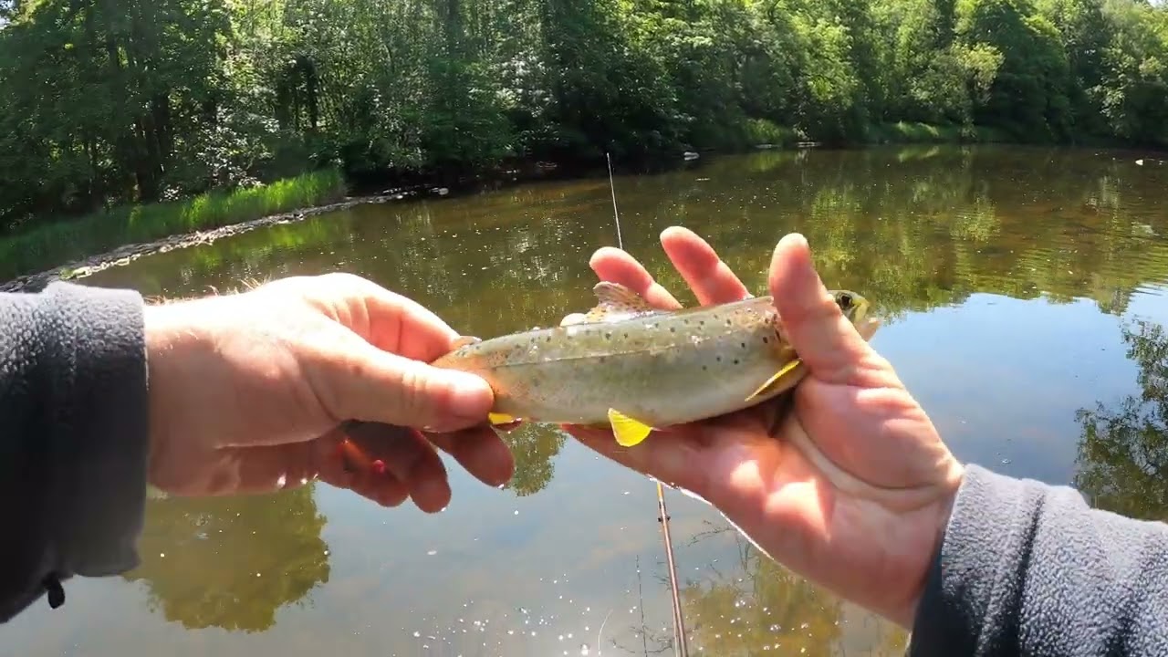Annbank Trout Competition day River Ayr