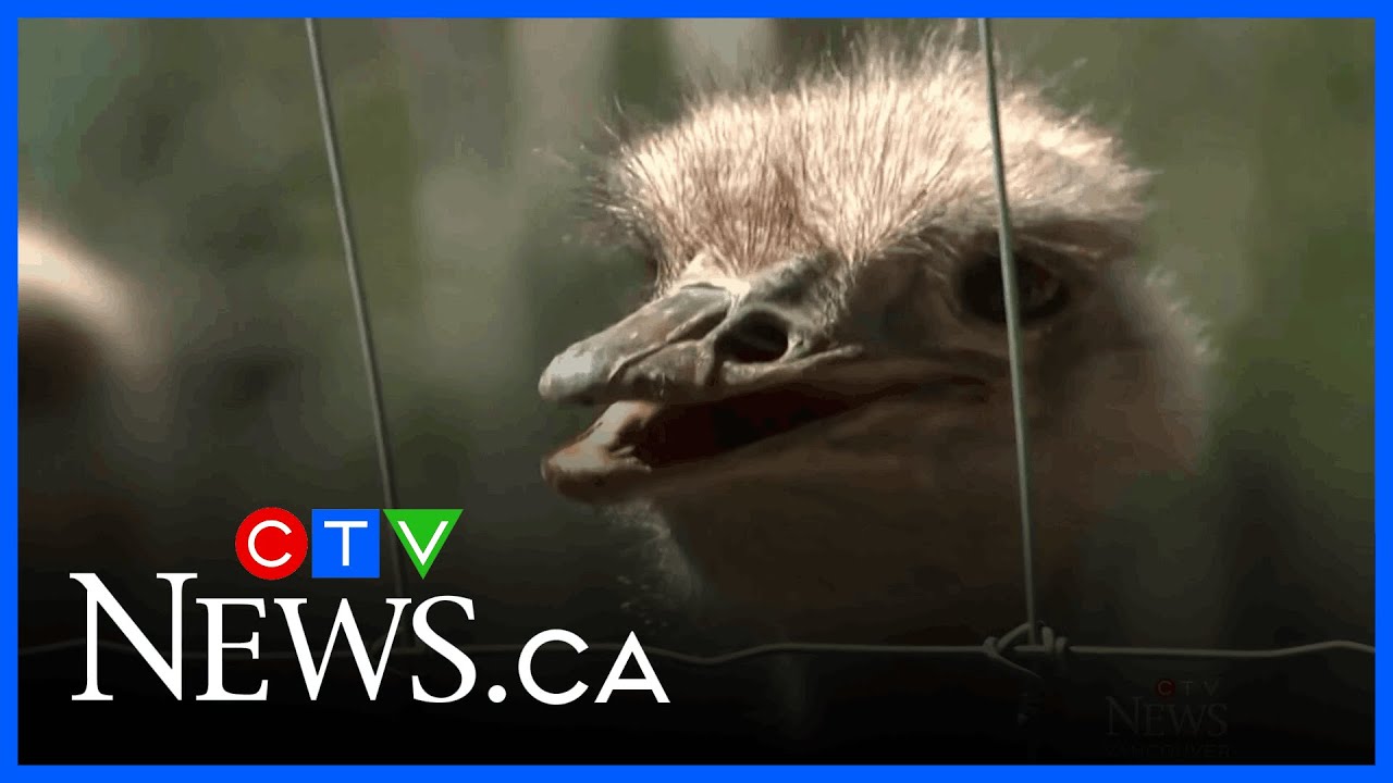 Search warrants executed as B.C. ostrich cull nears