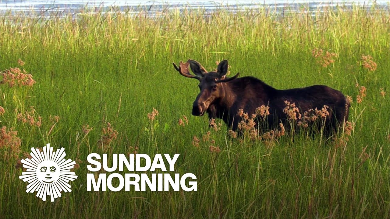 Nature: Moose