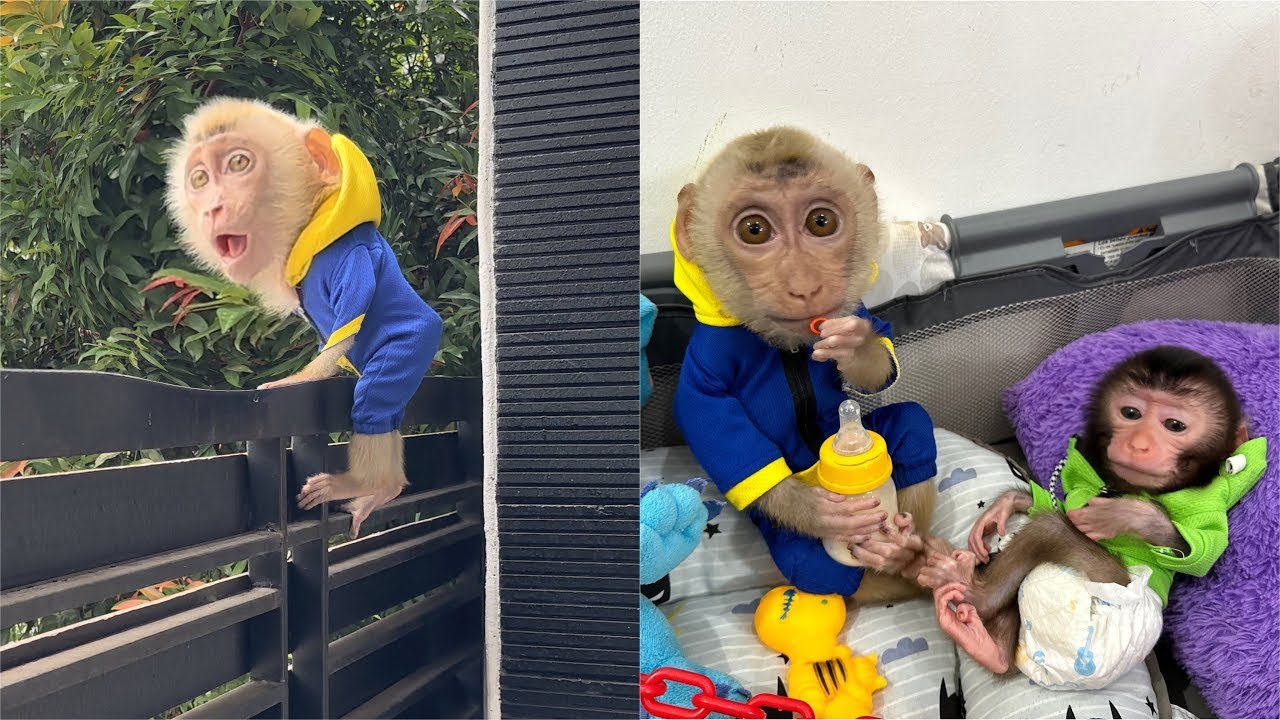 Monkey Alpha helps take care of Newborn baby Monkey Dino while Mom is busy in the kitchen