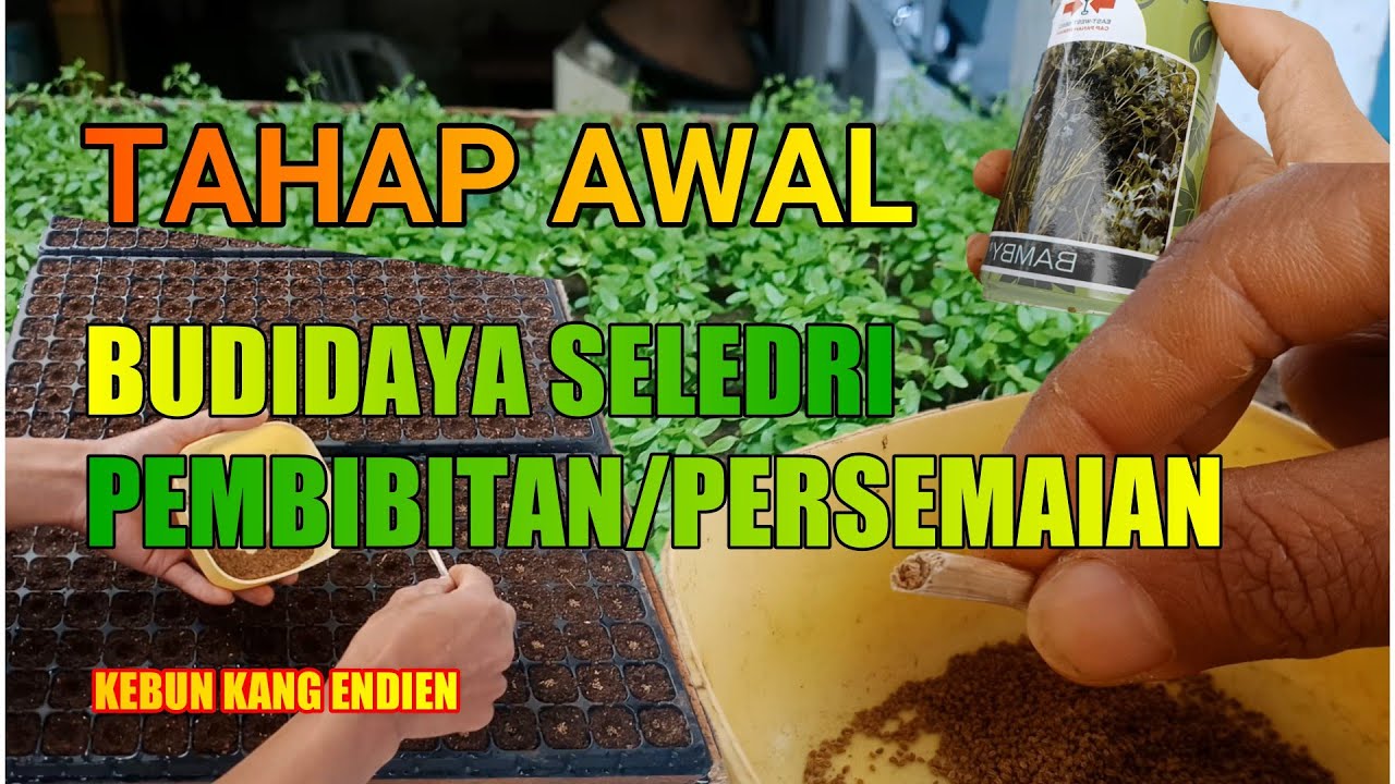 PART 1 SEMAI SELEDRI TAHAP AWAL DAN PERSIAPAN MEDIA SEMAI | BUDIDAYA SELEDRI 2023