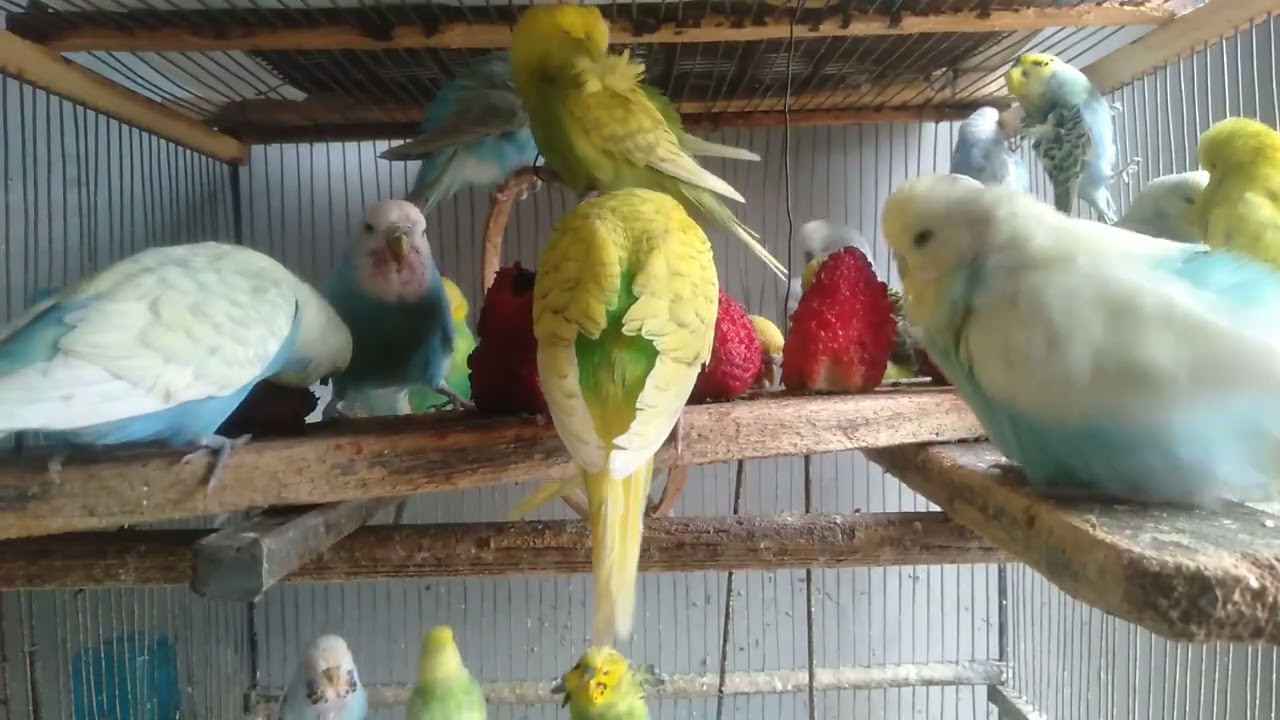 🍎毎日あげてる果物、実は飽きてる？