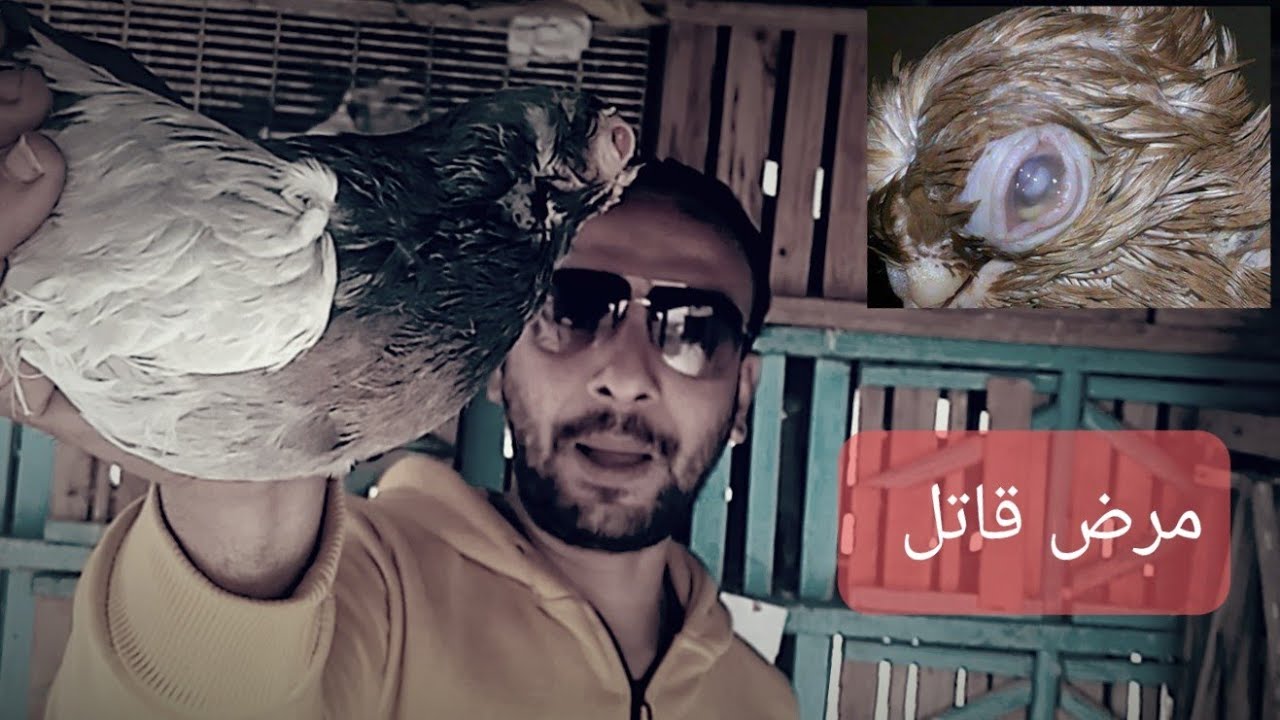 علاج التهاب العين @ميكوبلازما (تجبنات العين)
