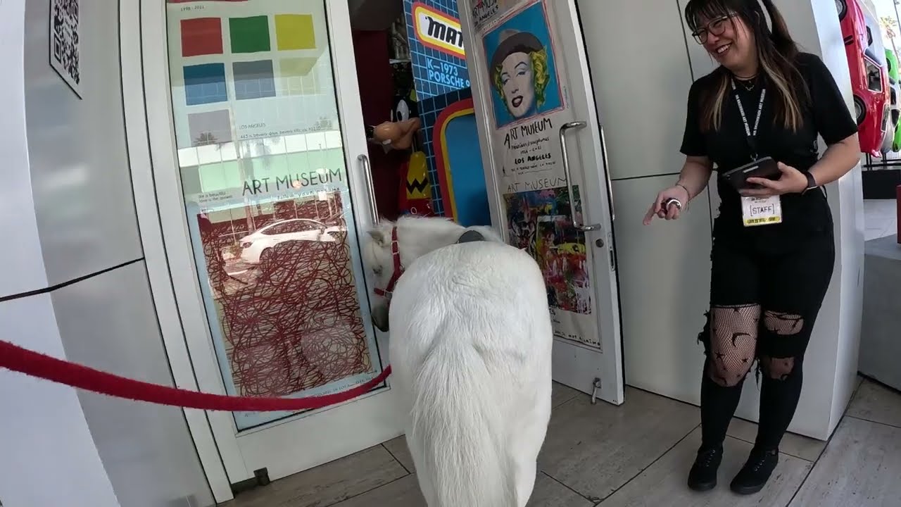 Lt. Rowdy miniature horse walking around Rodeo Dr 7 of 8 92423