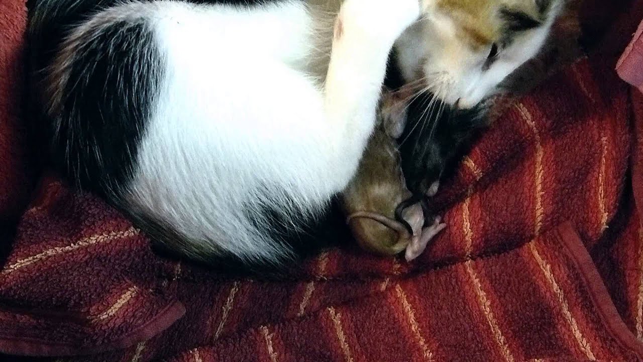 Katzengeburt