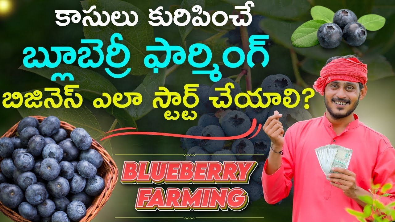 High Demand Blueberry Farming Business In Telugu | Latest New Business Ideas | Blueberry Cultivation