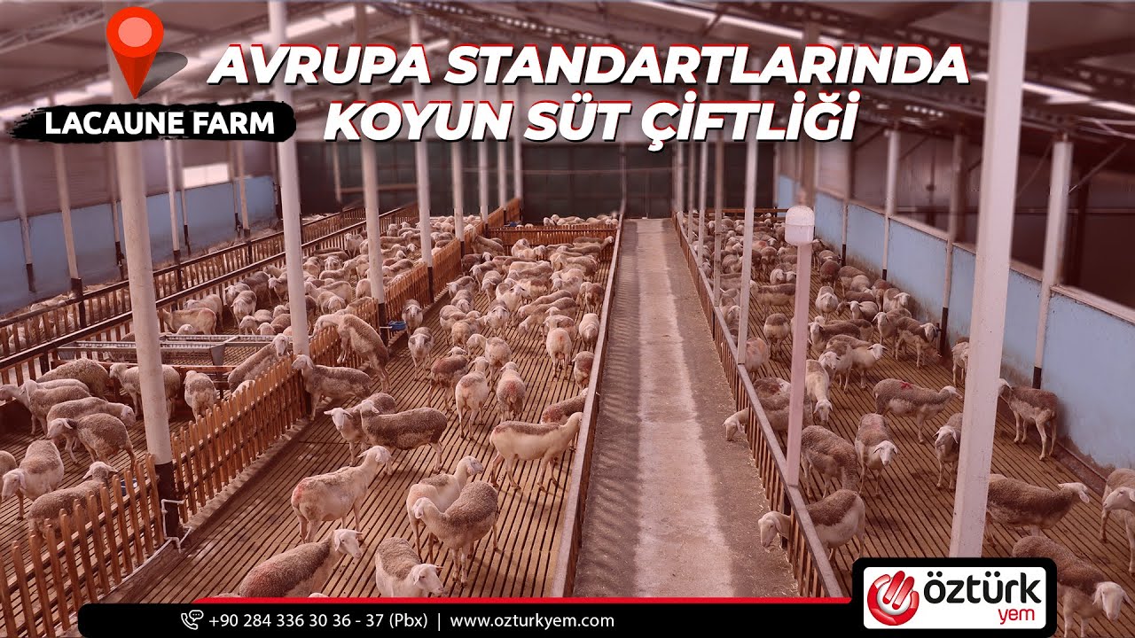 Avrupa Standartlarında Koyun Süt Çiftliği. 🐑🥛
