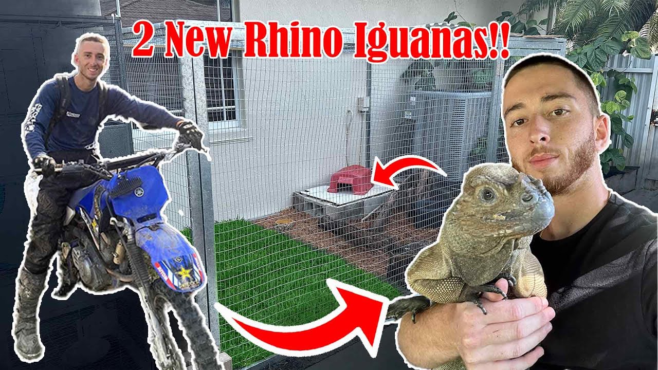 I Traded My Dirtbike for a Giant Lizard!! Building HUGE Cage for my 3 Big Rhino iguanas