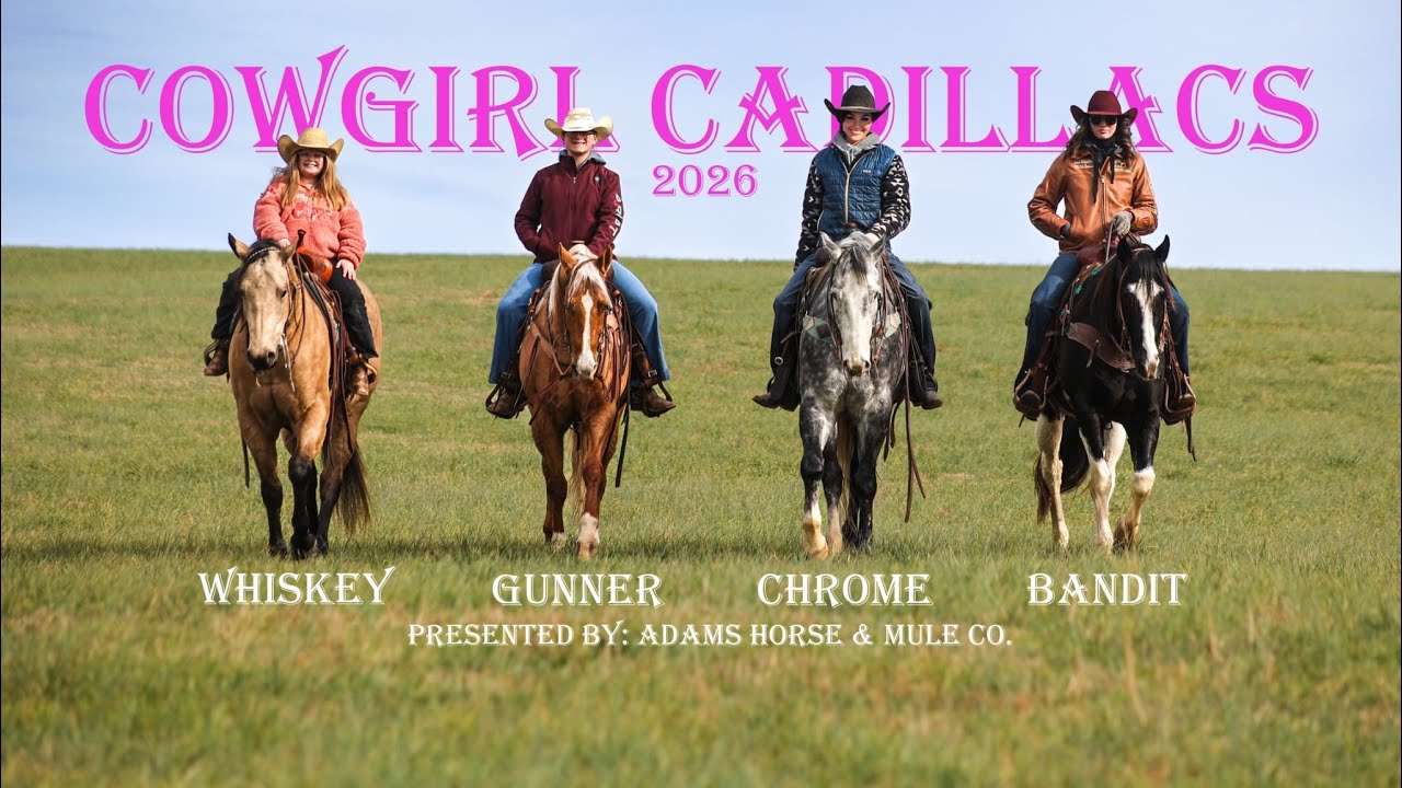 Summer Bandit consigned to Cowgirl Cadillacs Sale Wickenburg, AZ Feb. 20-21st 2026