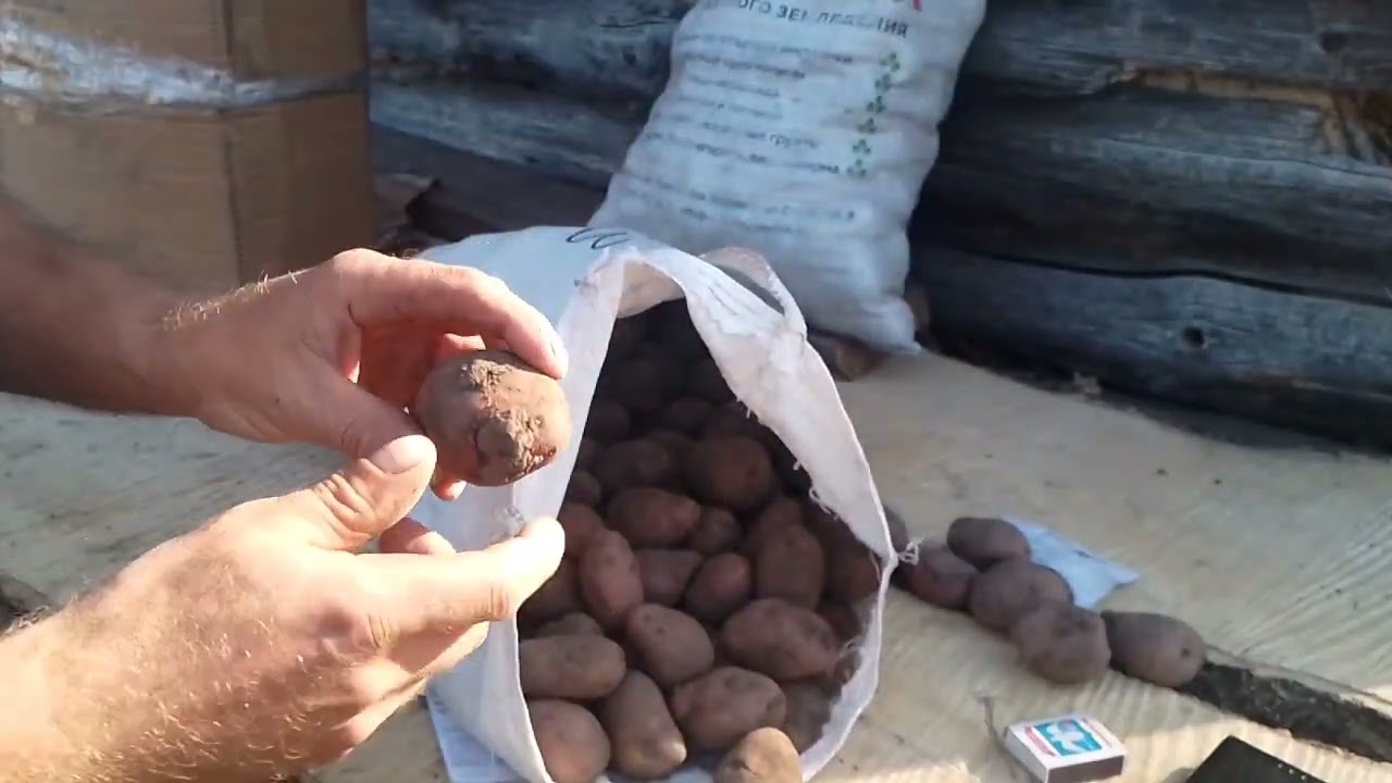 Семенной картофель сортов Лина и Розара от  питомника ВАСХНИЛ ! Распаковка посылки!