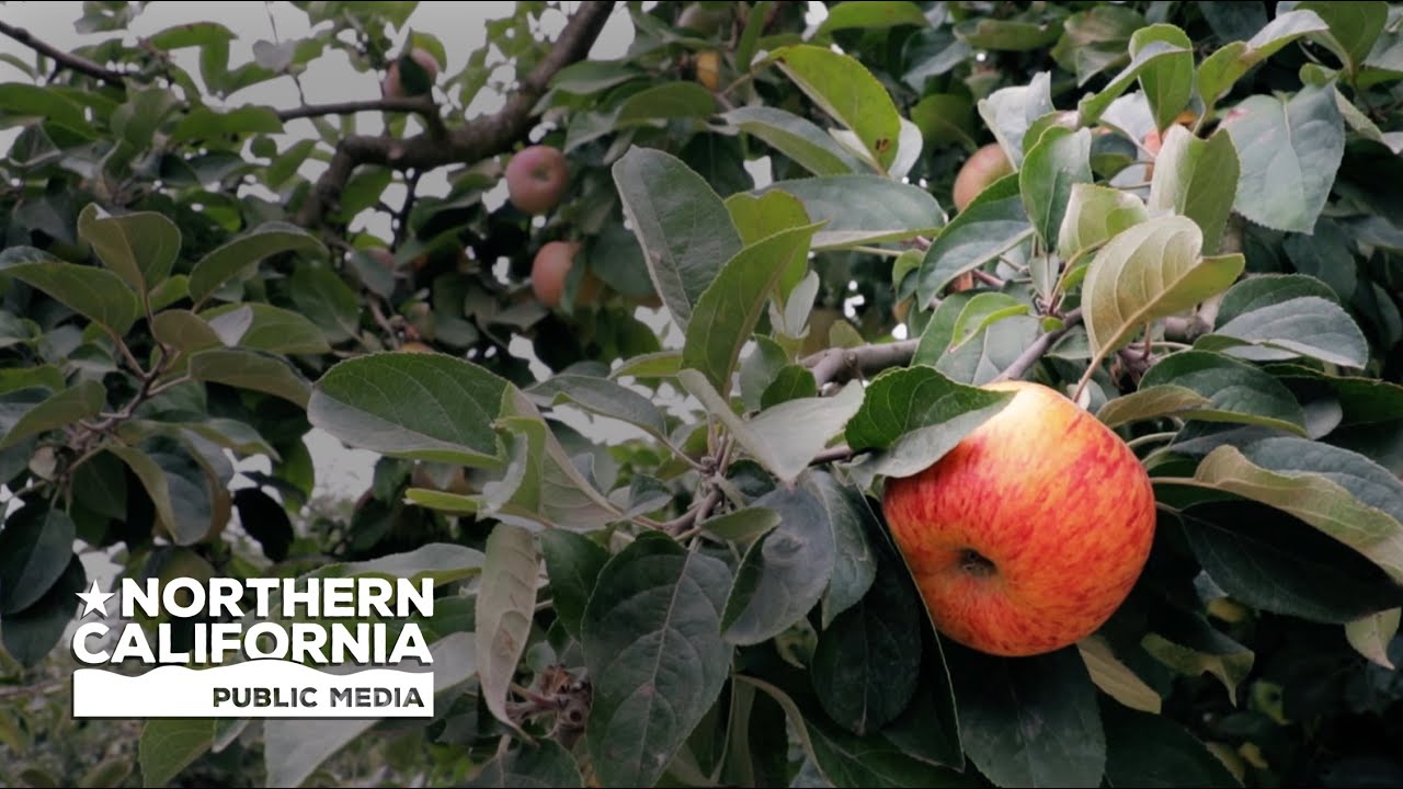Bay Area Bountiful: Orchards
