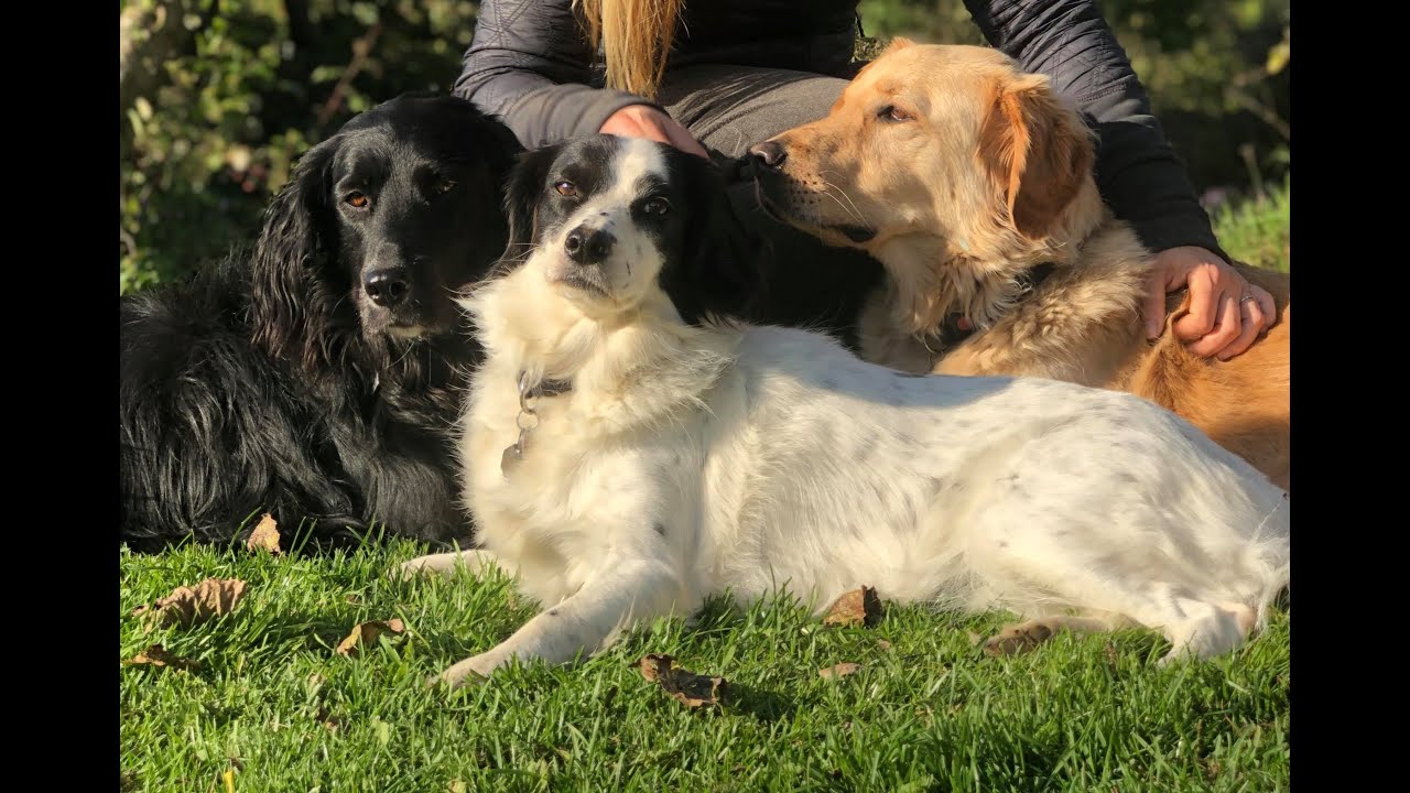 Hjælp din nye hund godt fra start